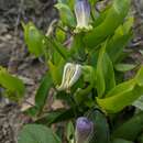 صورة Clematis viticaulis Steele