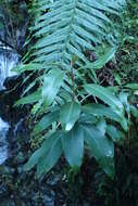 Image de Olearia avicenniifolia (Raoul) Hook. fil.