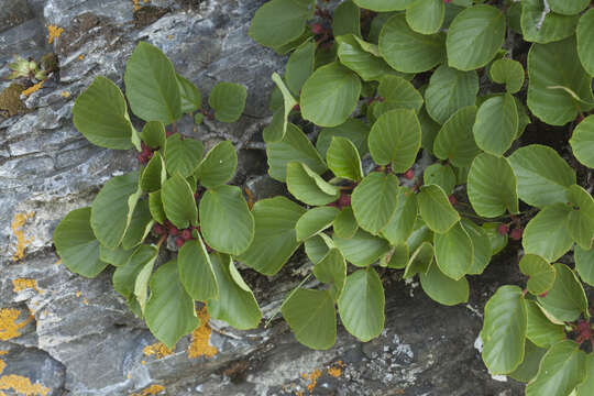 Image of Atadinus microcarpus (Boiss.) Hauenschild