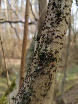 Image of Hazel Woodwart