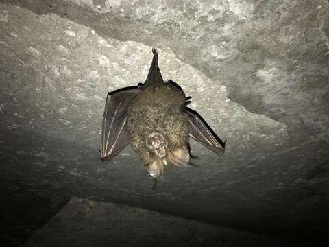 Image of Great Woolly Horsehoe Bat