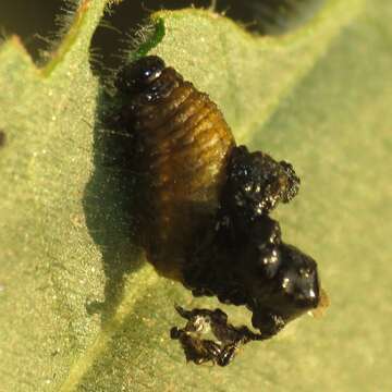 Image of Three-lined Potato Beetle