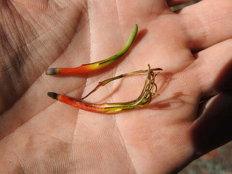 Image of Northern mistletoe