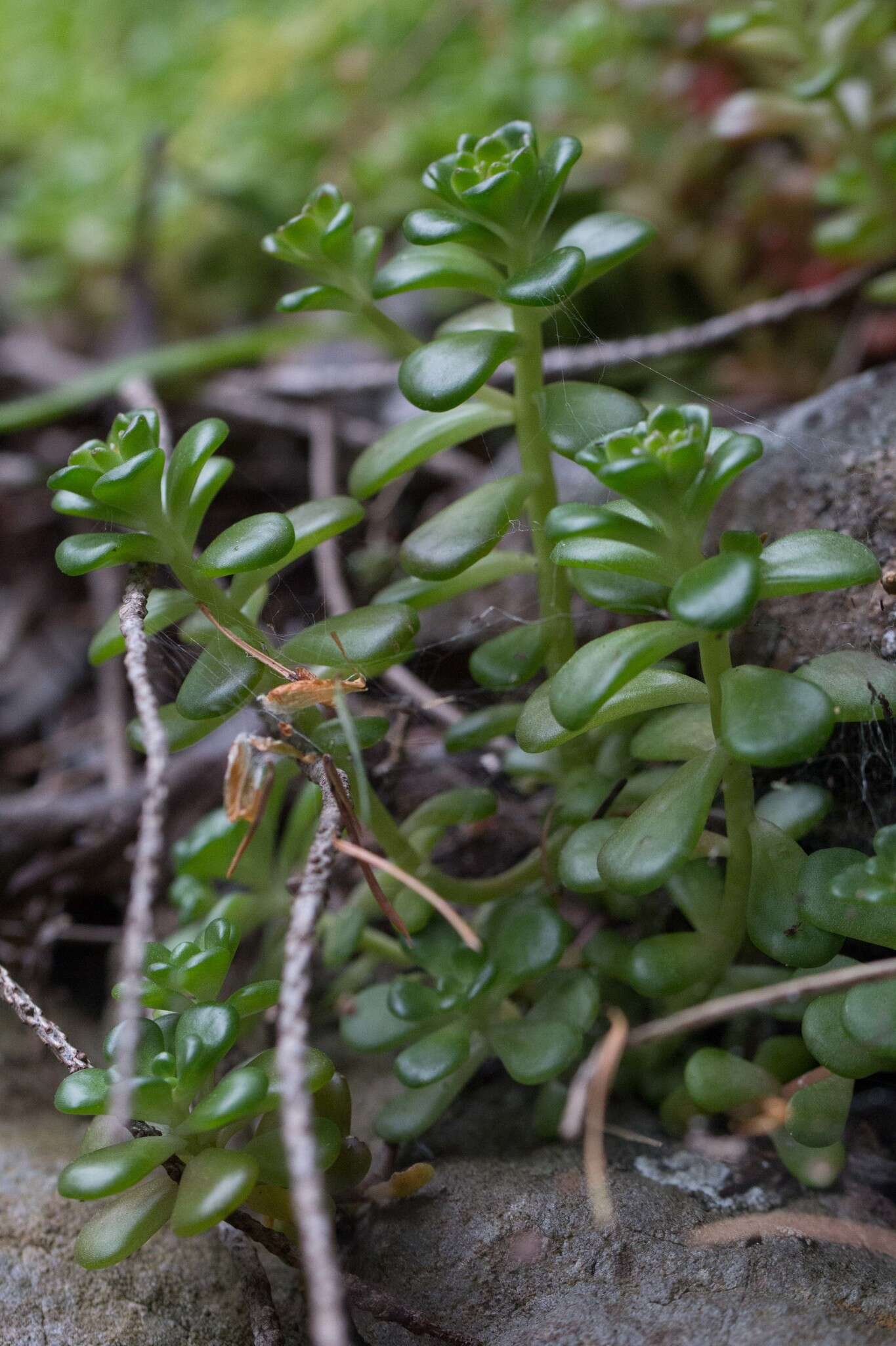 صورة Sedum oreganum Nutt. ex Torr. & Gray