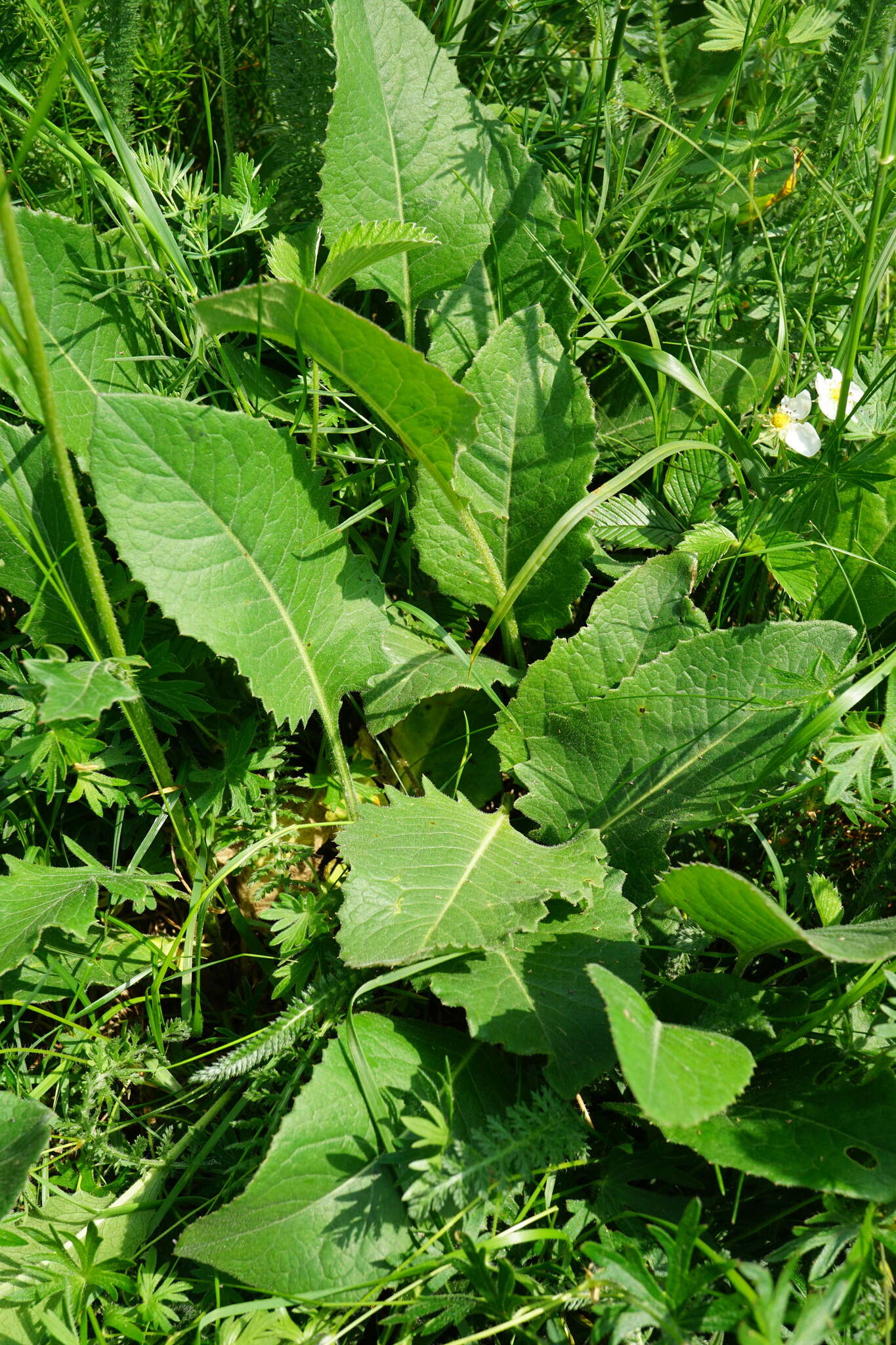 Image of Klasea lycopifolia (Vill.) A. & D. Löve