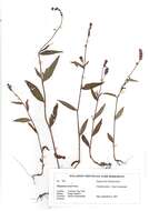 صورة Persicaria careyi (Olney) Greene