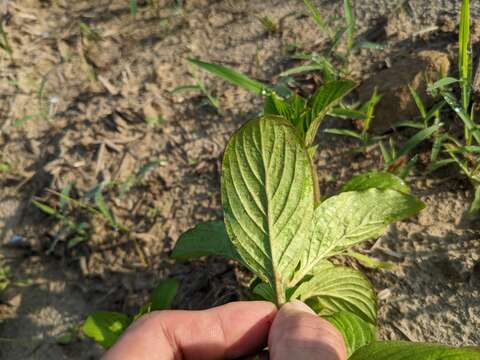 Image of winged false buttonweed