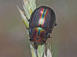 Image of Chrysolina cerealis (Linnaeus 1767)