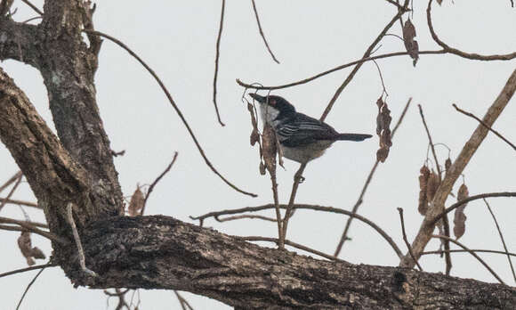 Image of Northern Puffback