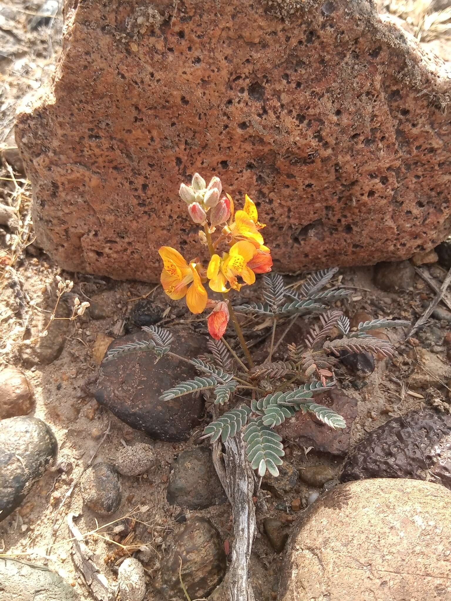 Plancia ëd Hoffmannseggia trifoliata Cav.