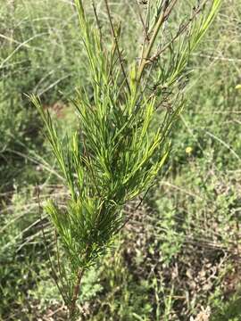 Image of Malibu baccharis