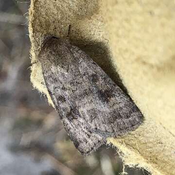 Image of The Mottled Rustic, Brungult Lövfly