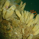 Image of calcareous sponges 