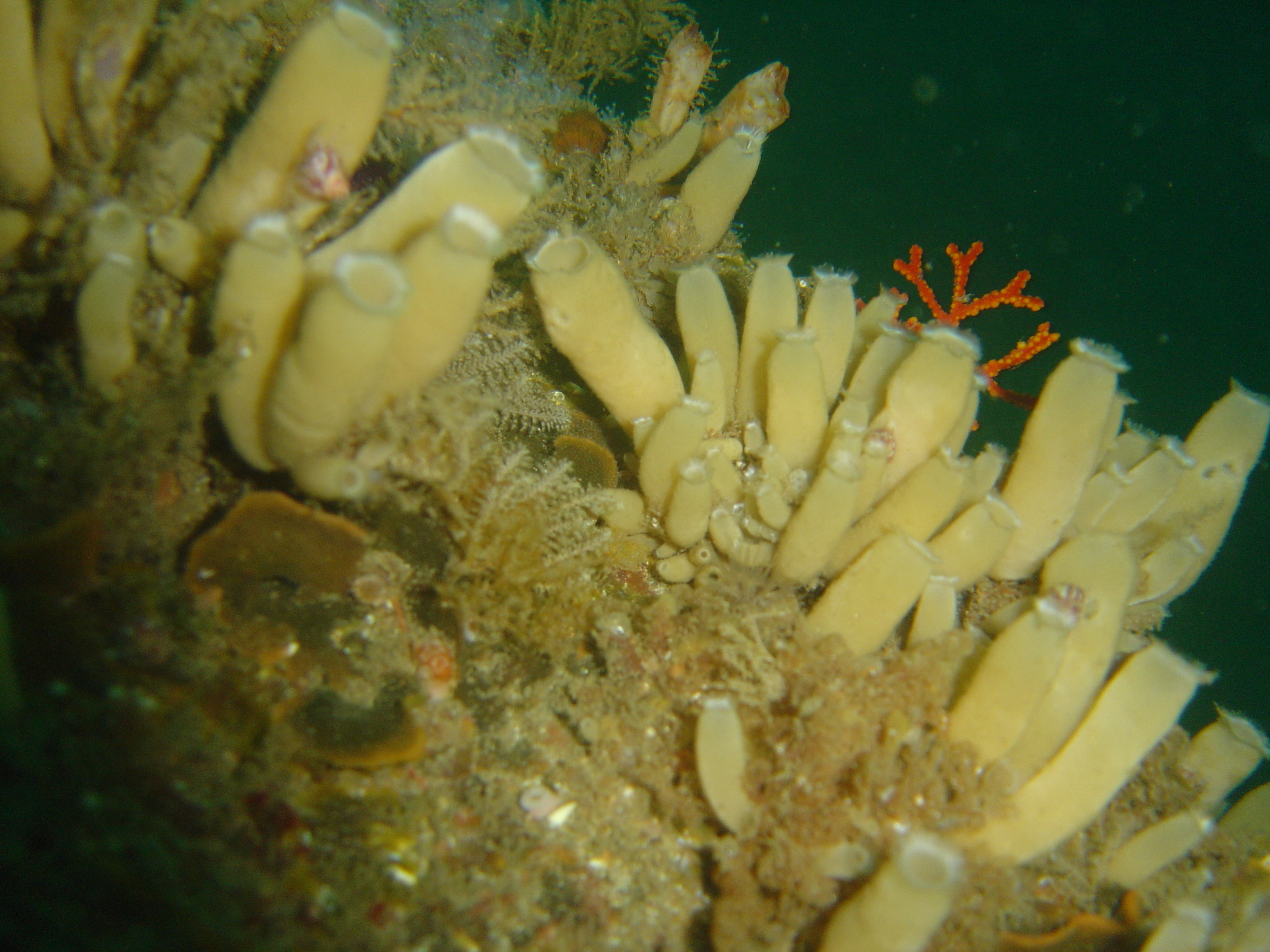 how do calcareous sponges move?