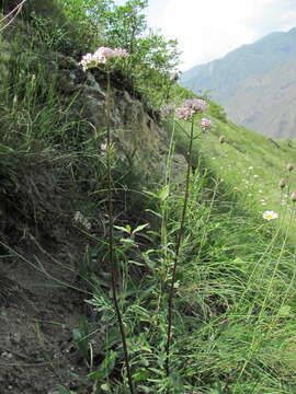 Image of Valeriana grossheimii Vorosh.