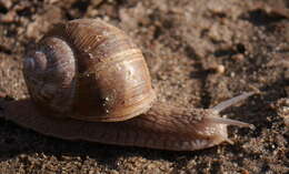 Image of Helix pomatia Linnaeus 1758