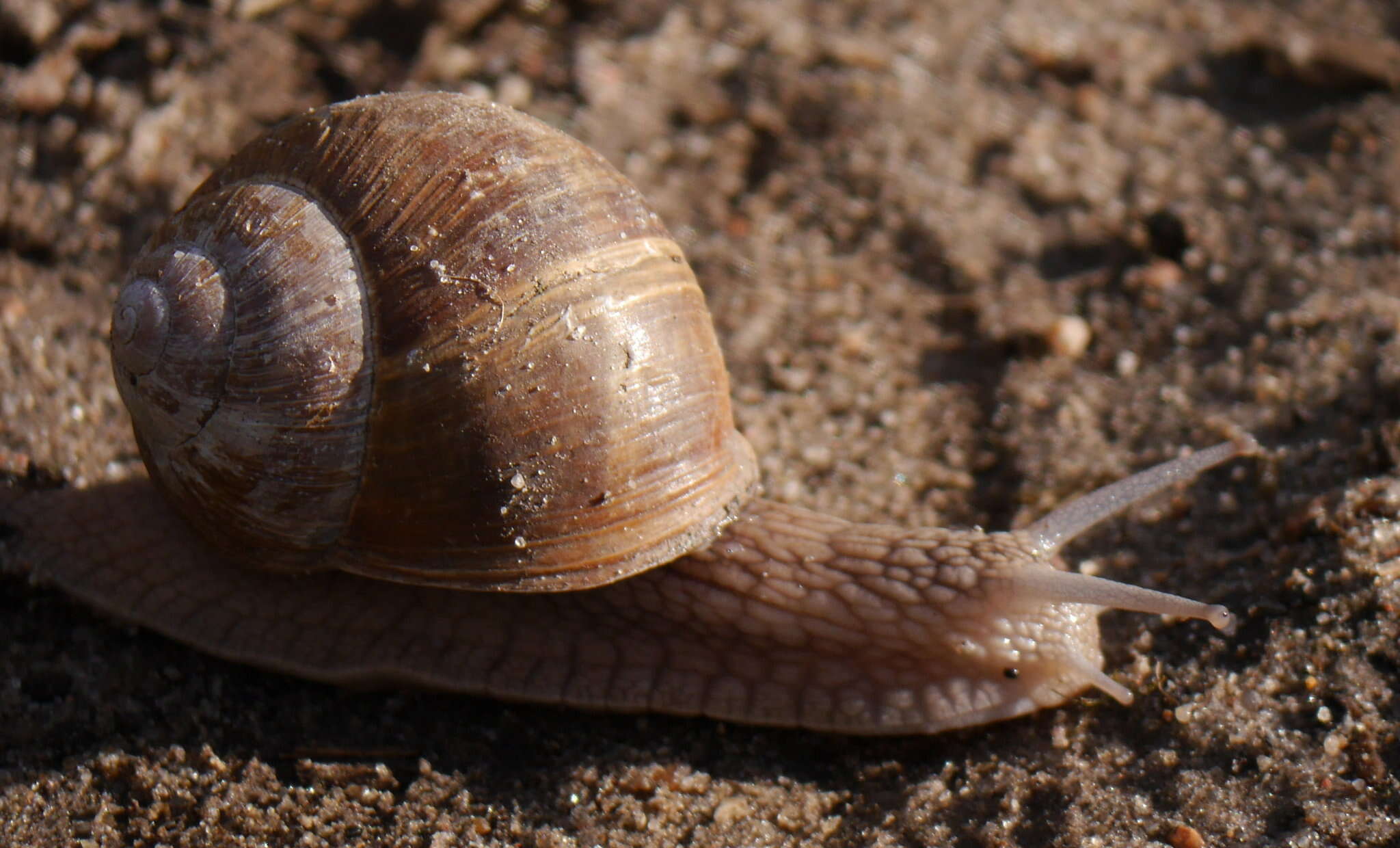 Image of Helix pomatia Linnaeus 1758