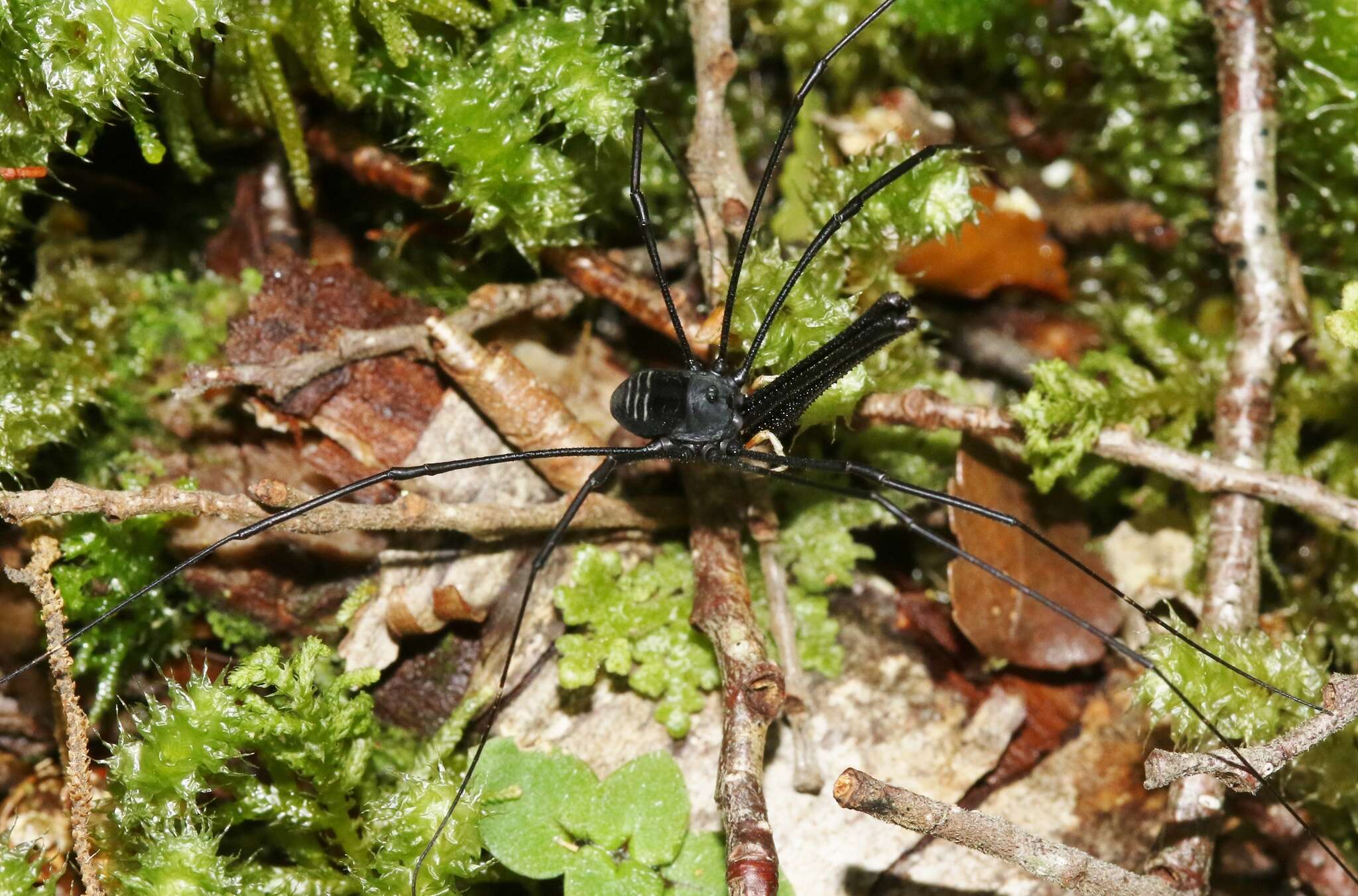 Image of Pantopsalis listeri