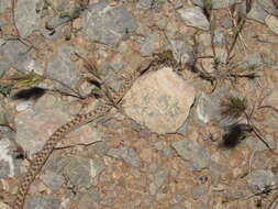 Image of Hypsiglena chlorophaea deserticola Tanner 1946