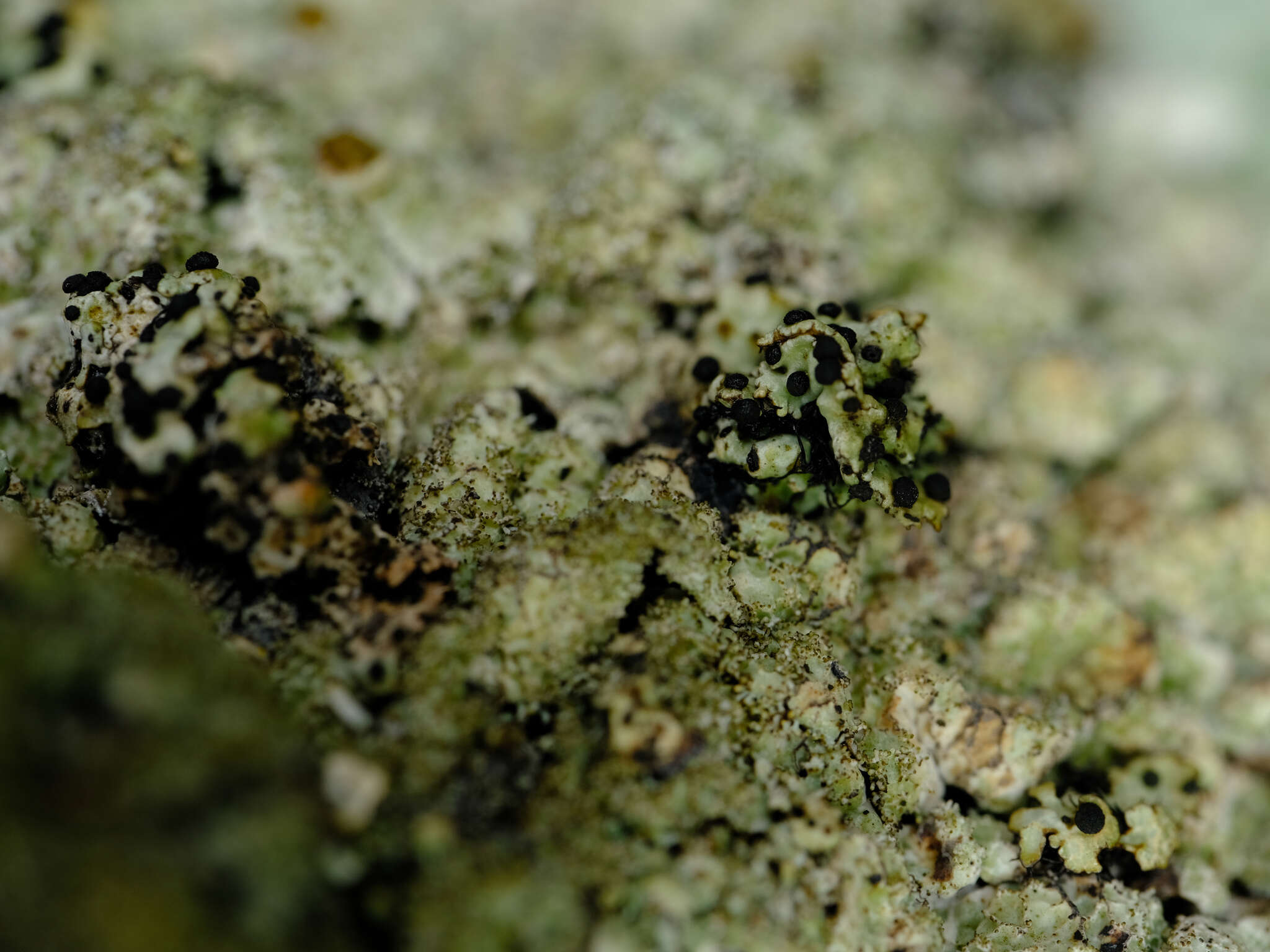 Image of parmelia abrothallus lichen