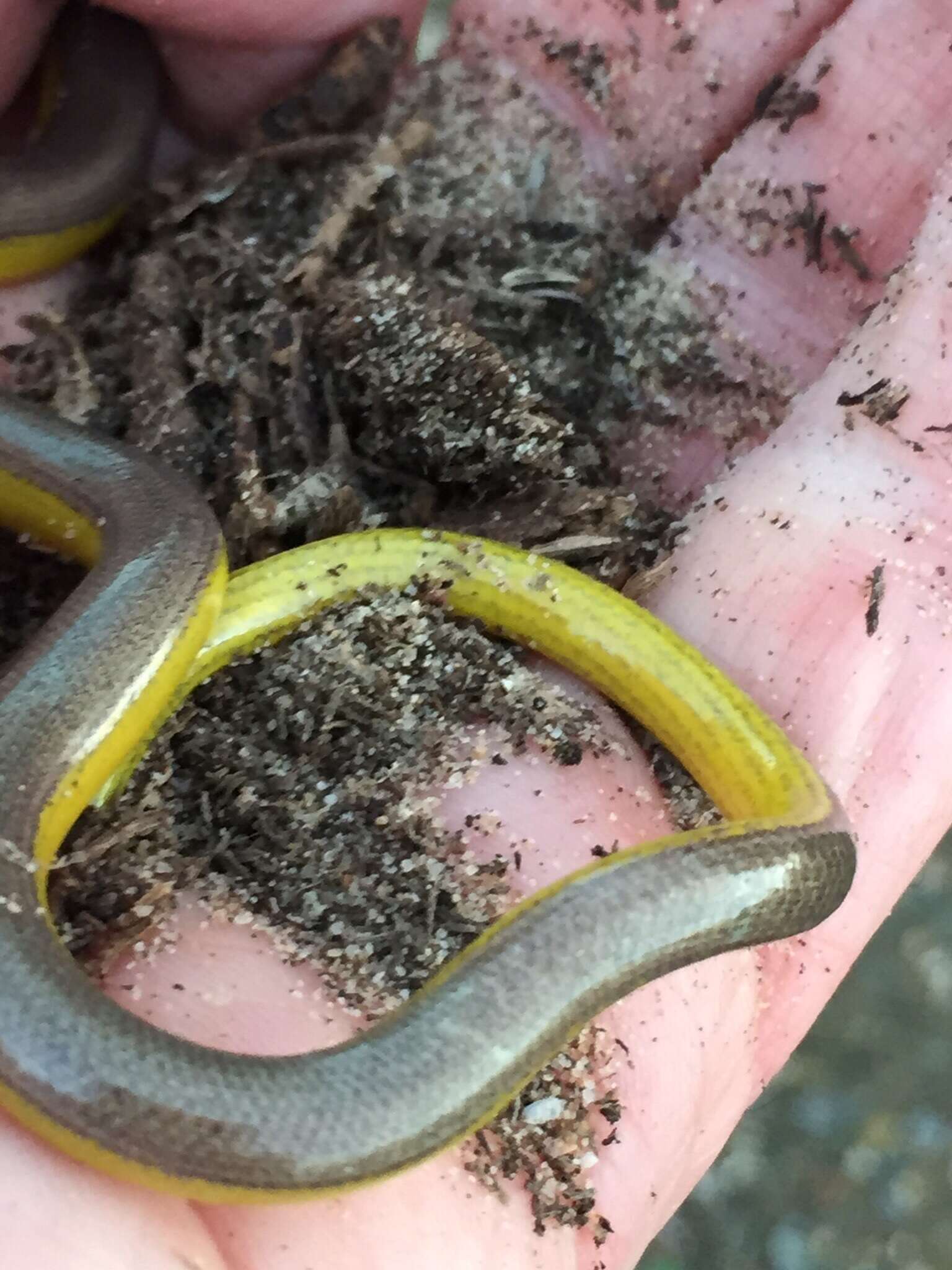 Image of California legless lizard