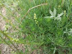 Image of Michaux's wormwood