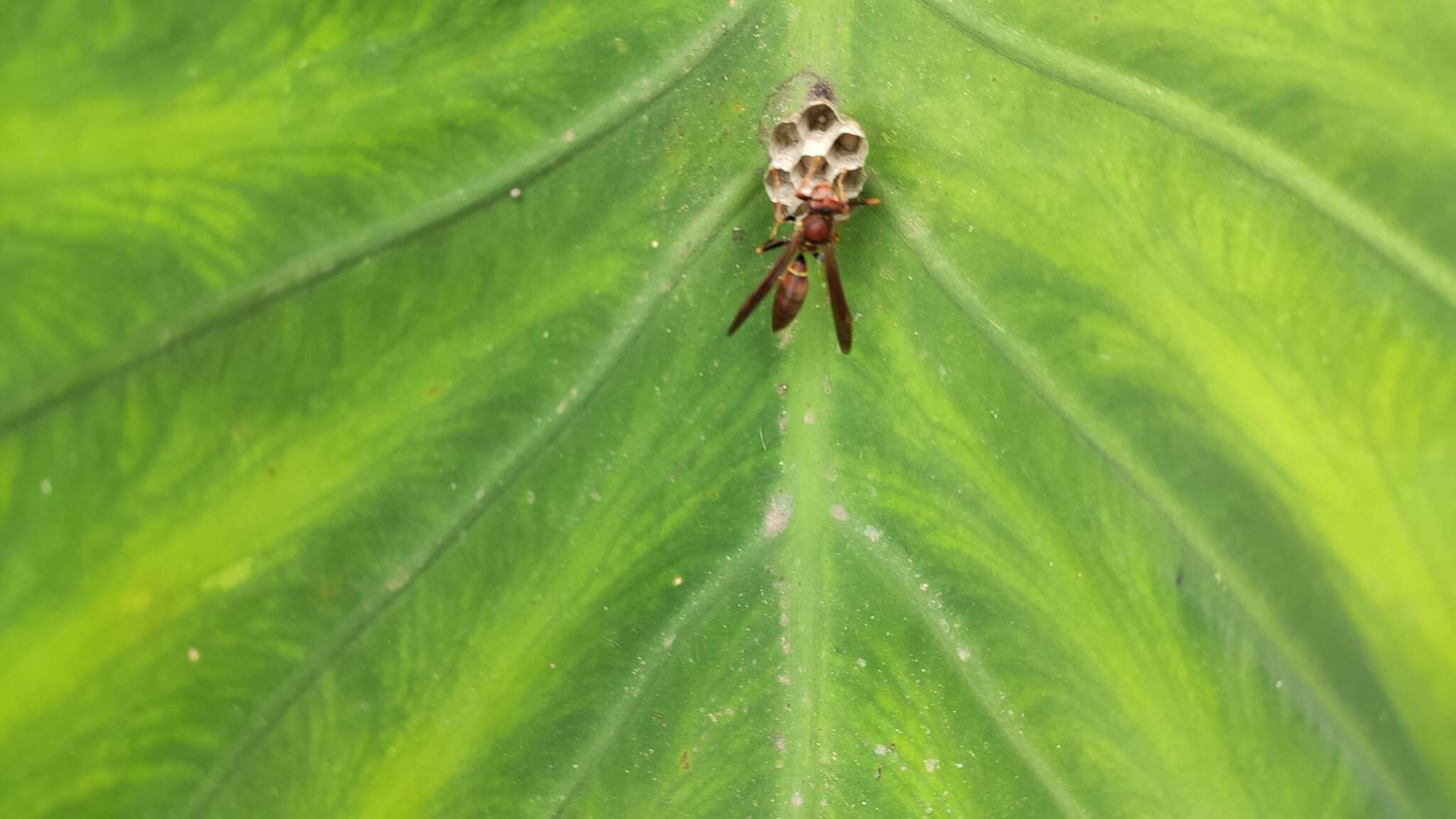 Image of Polistes veracrucis Richards 1978