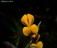 Image of Aeschynomene unijuga (M. E. Jones) Rudd