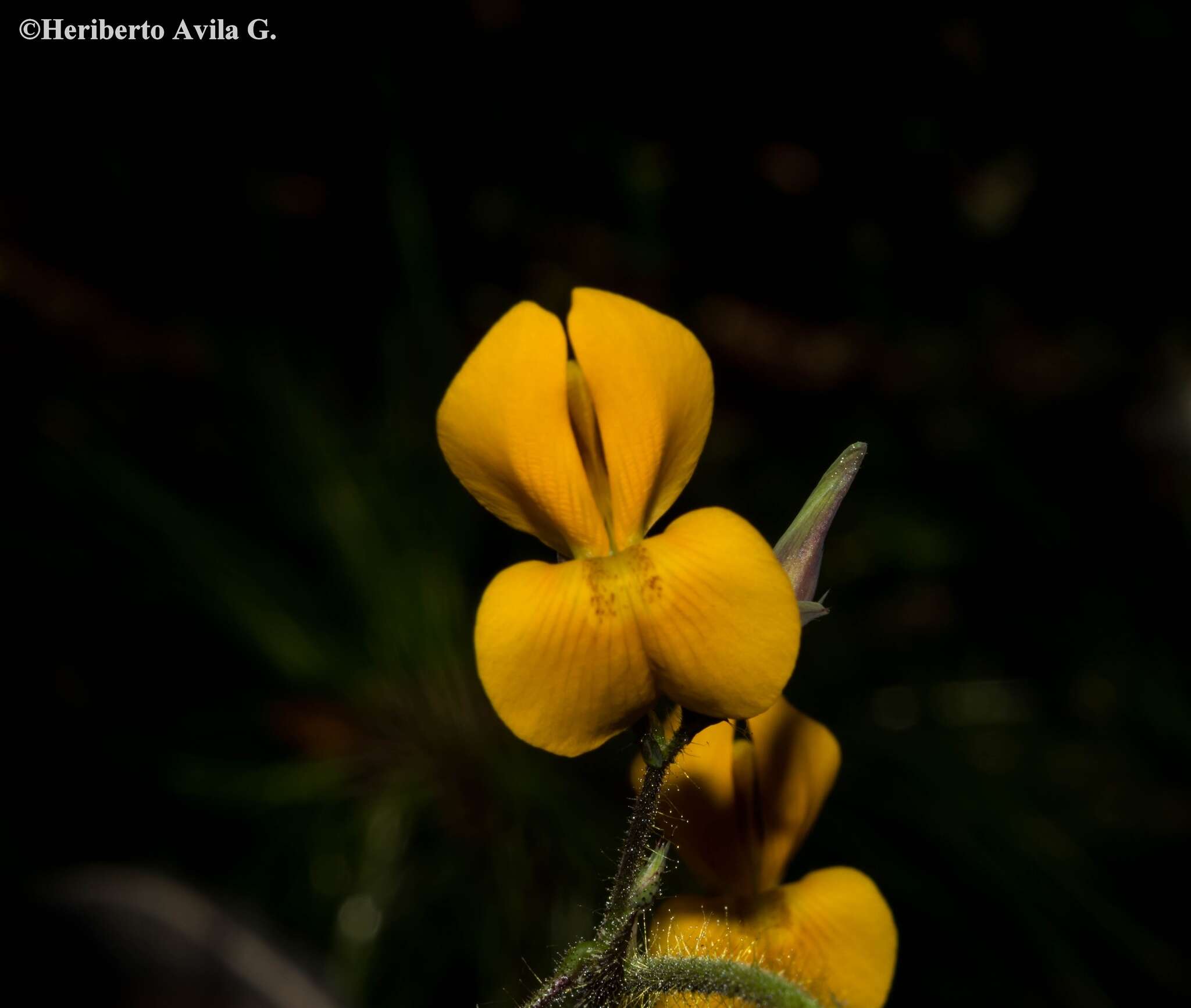 Image of Aeschynomene unijuga (M. E. Jones) Rudd