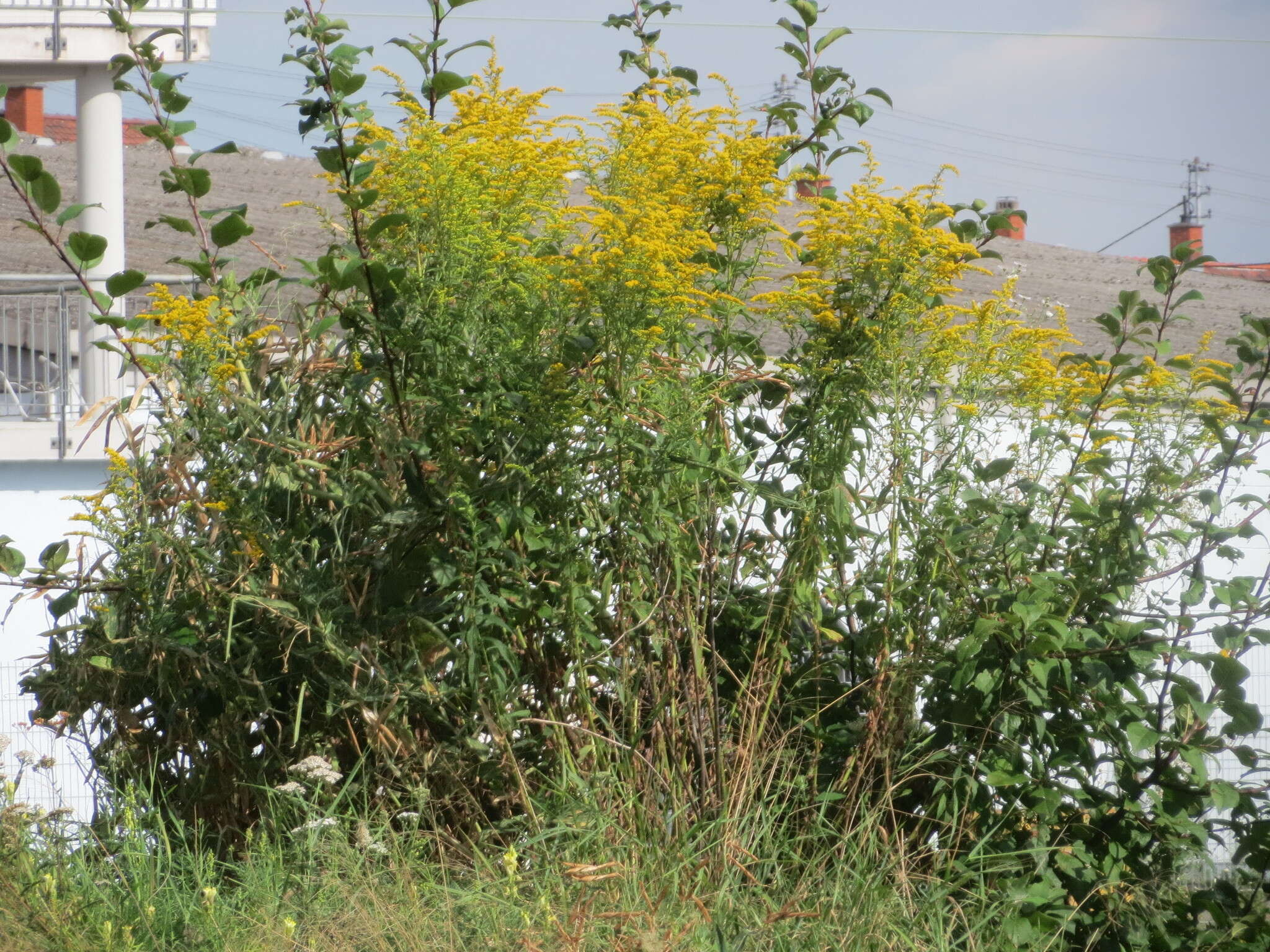 Image of Canada goldenrod