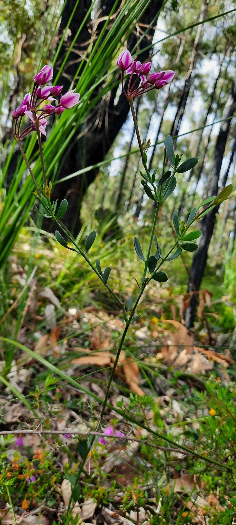 Image de Boronia fastigiata Bartl.