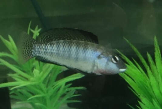 Image of Lake Magadi tilapia