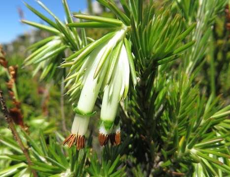 Image of Erica banksia subsp. comptonii (Salter) E. G. H. Oliv. & I. M. Oliv.