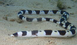 Image of Convict snake eel