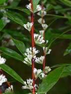 Image of Hakea salicifolia subsp. salicifolia