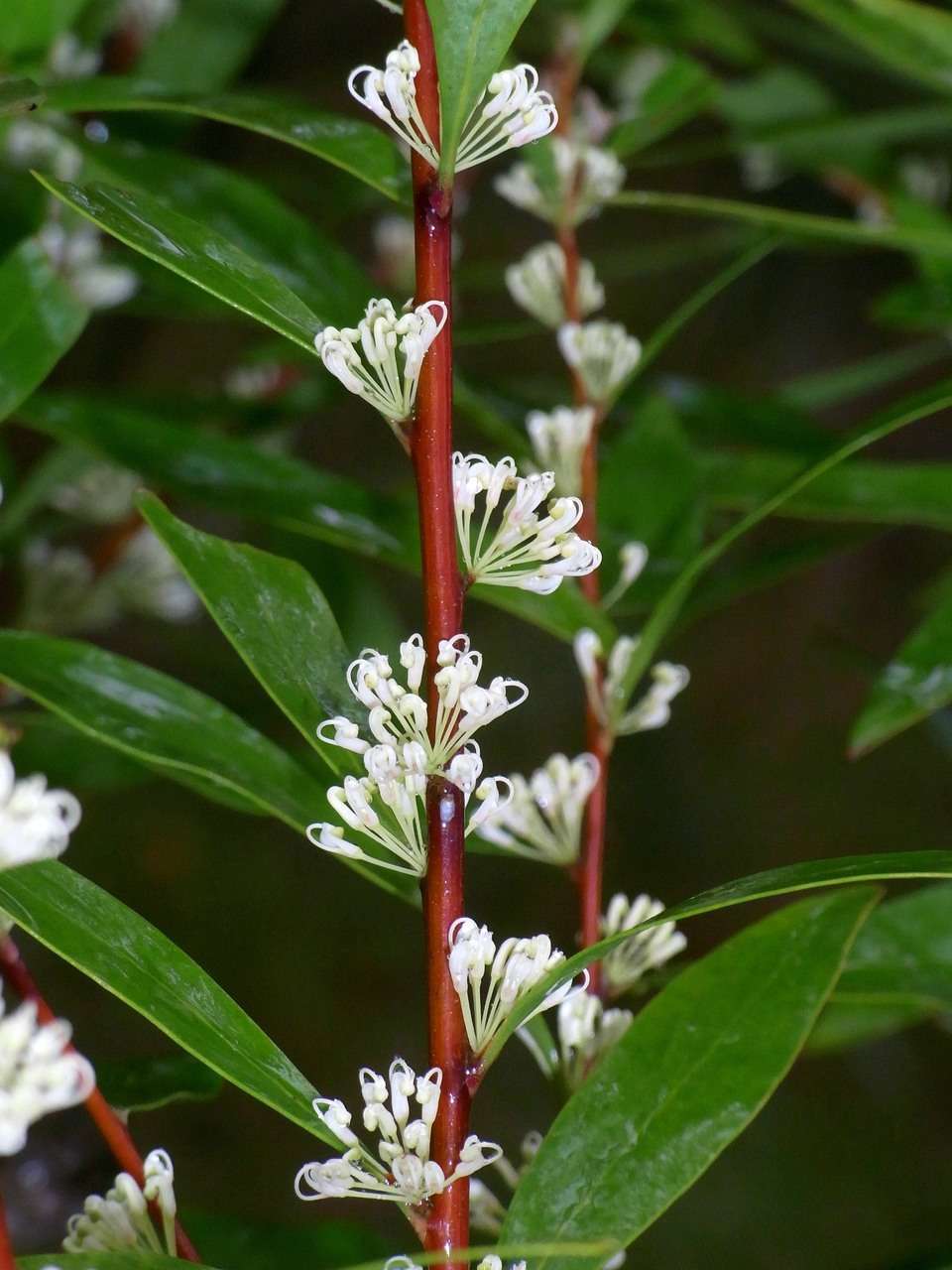 صورة Hakea salicifolia subsp. salicifolia