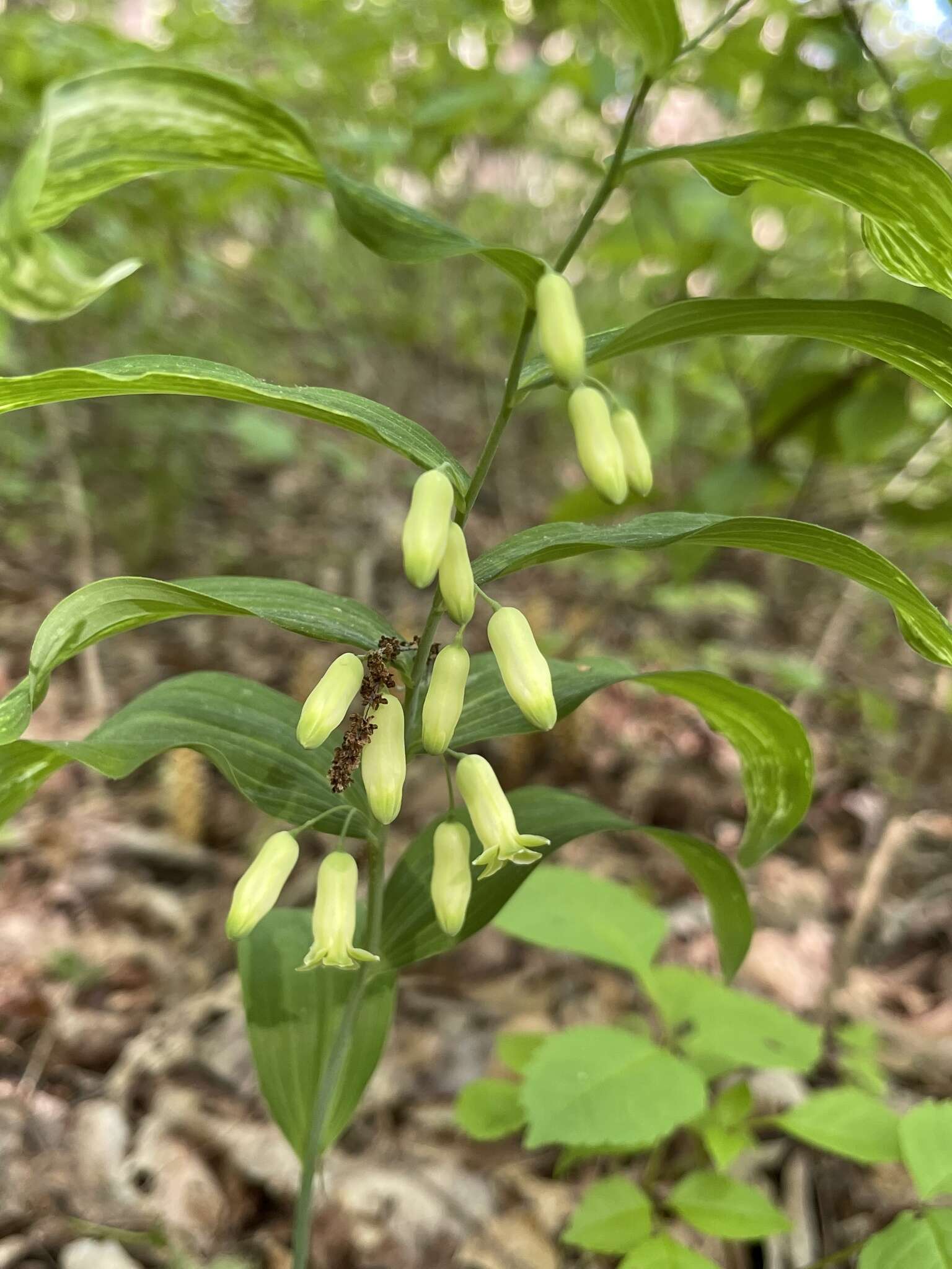 Image of Polygonatum biflorum var. biflorum