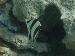 Image of Banded Butterflyfish