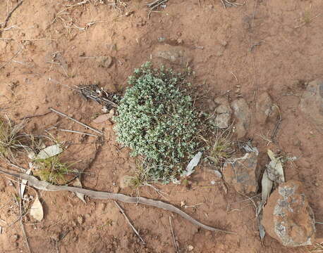 Image of Desert goosefoot