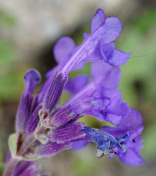 Image of raceme catnip