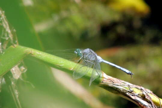 Image of Epaulet Skimmer