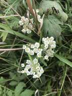 Achillea ptarmicoides Maxim. resmi