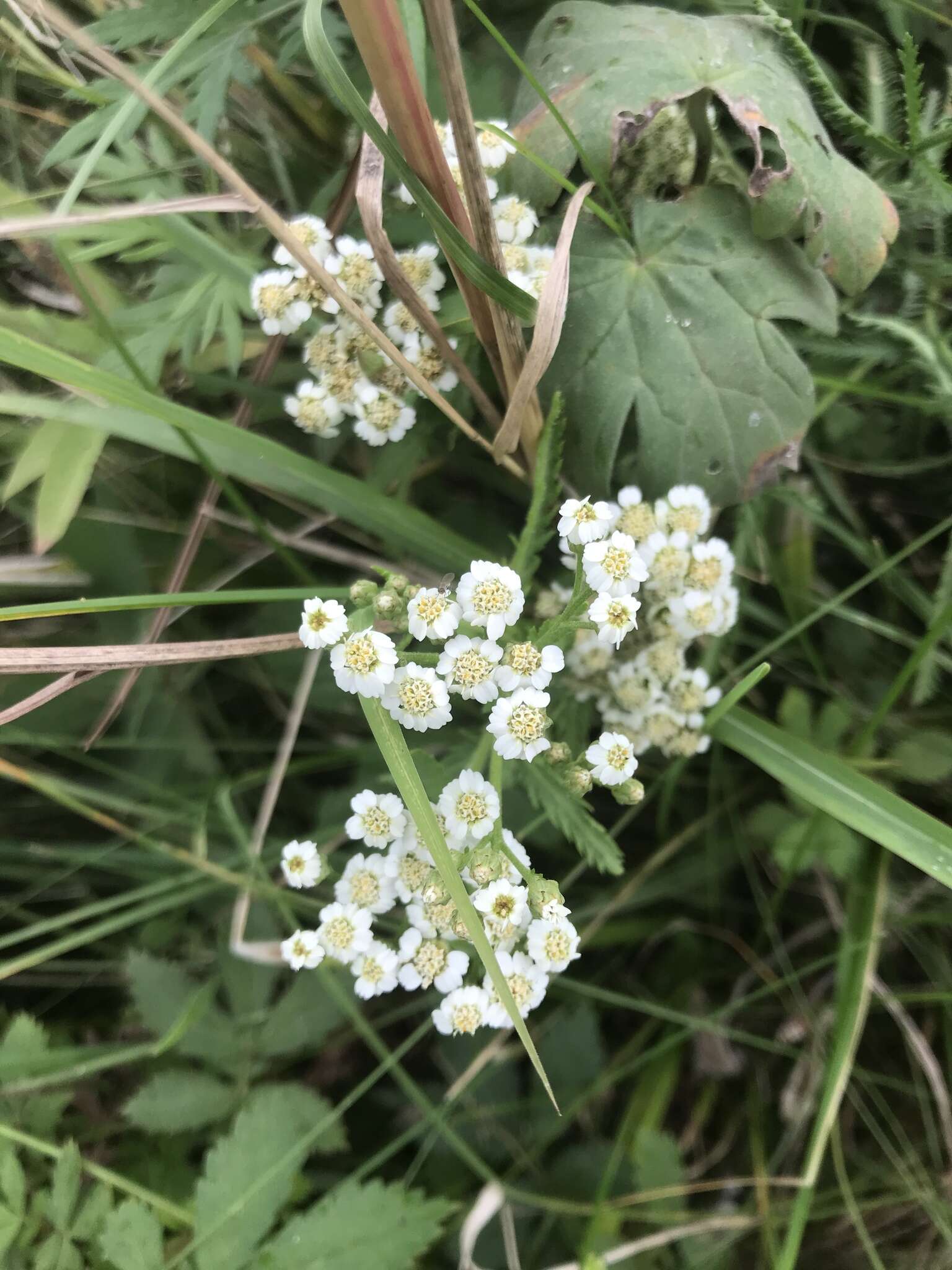 Sivun Achillea ptarmicoides Maxim. kuva