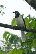 Image of White-tailed Jay