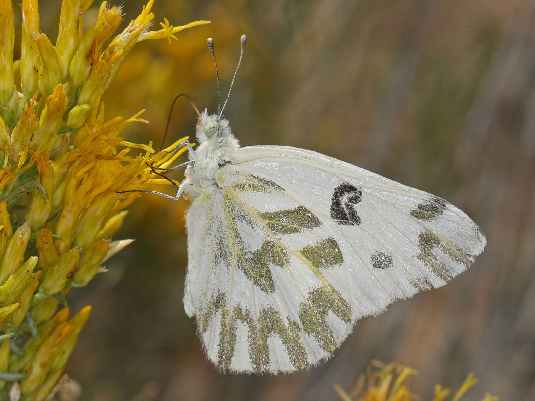 Слика од Pontia beckerii (Edwards 1871)