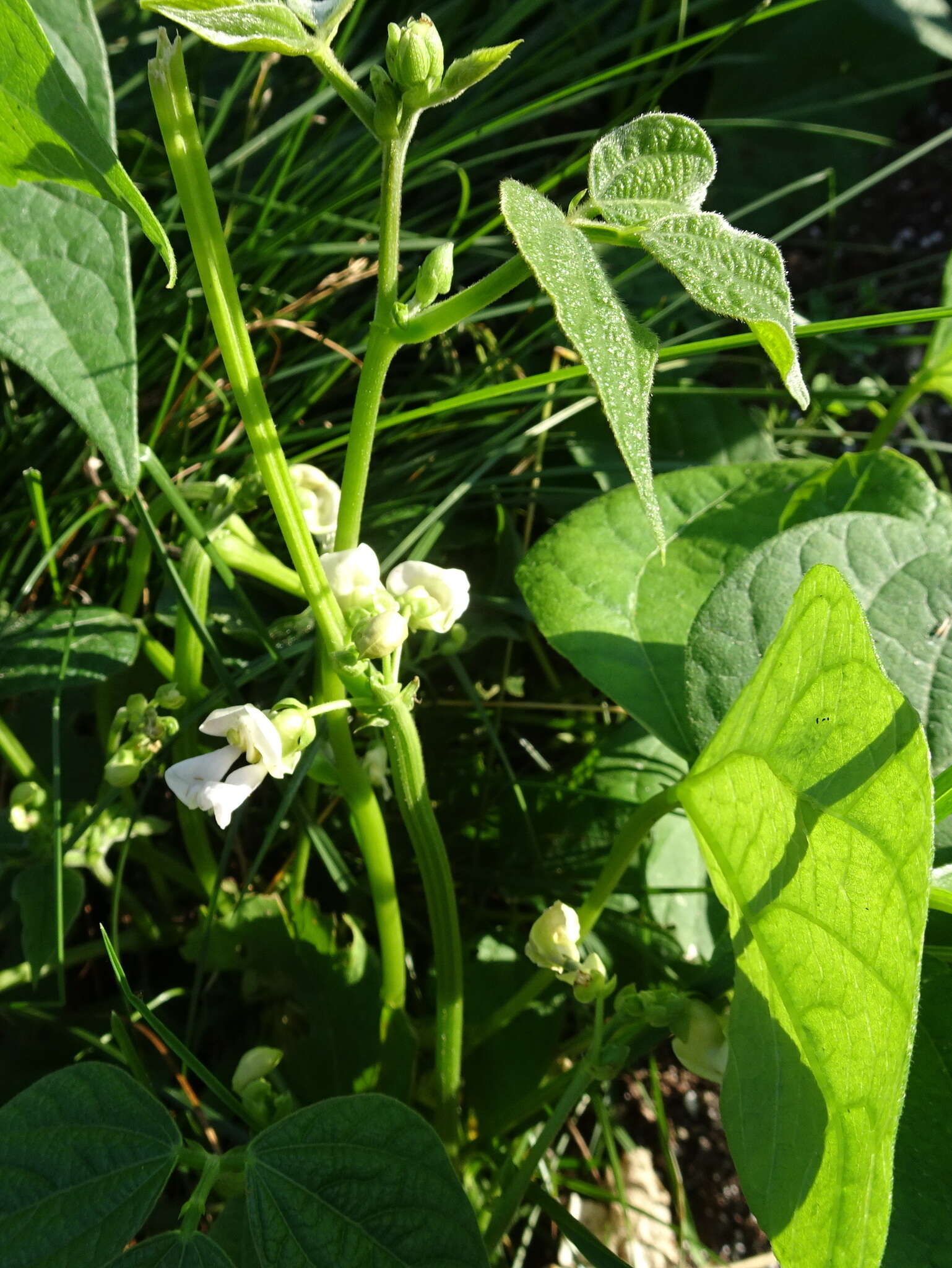 Image of kidney bean