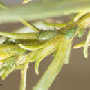 Plancia ëd Macrosiphoniella (Macrosiphoniella) glabra (Gillette & M. A. Palmer 1928)