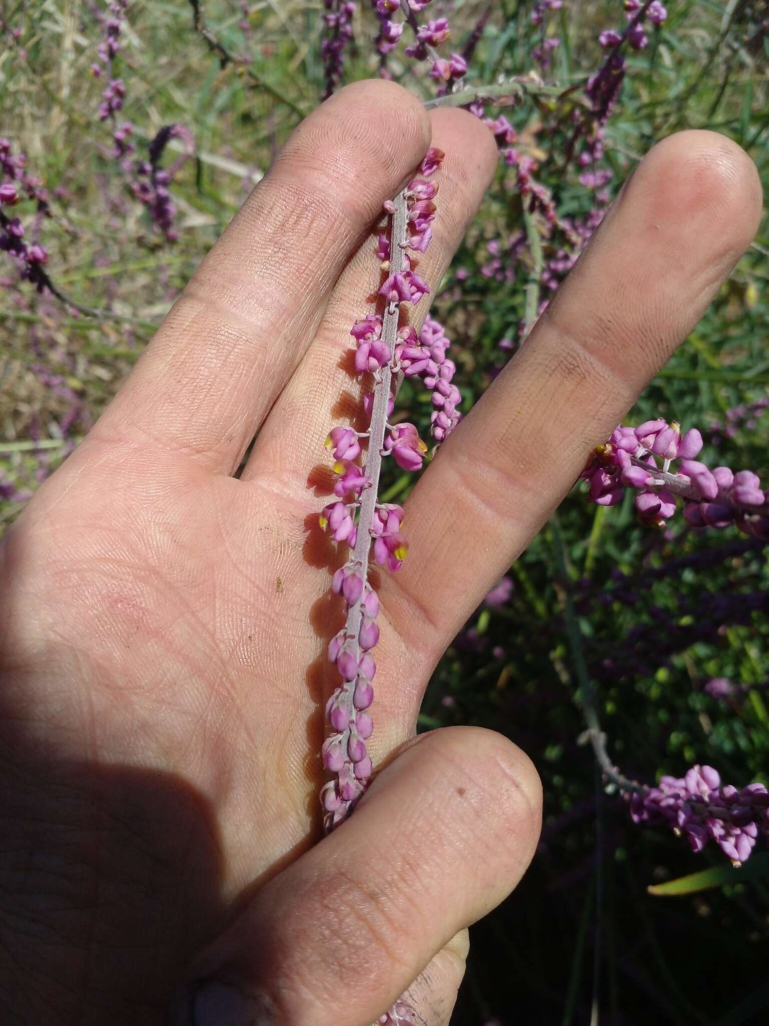 Image of Monnina cuneata A. St.-Hil.