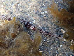 Image of football Jersey worm