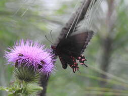 Image of Parides photinus (Doubleday 1844)